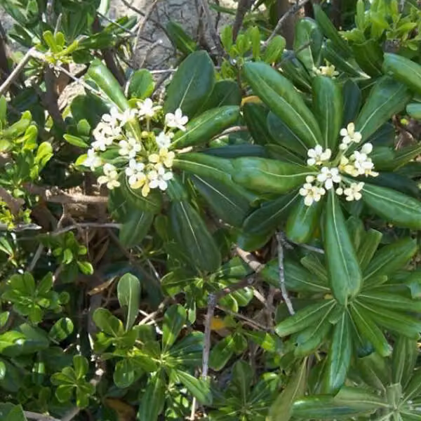 Laurel australiano - Pittosporum tobira | 40-50 cm in vaso