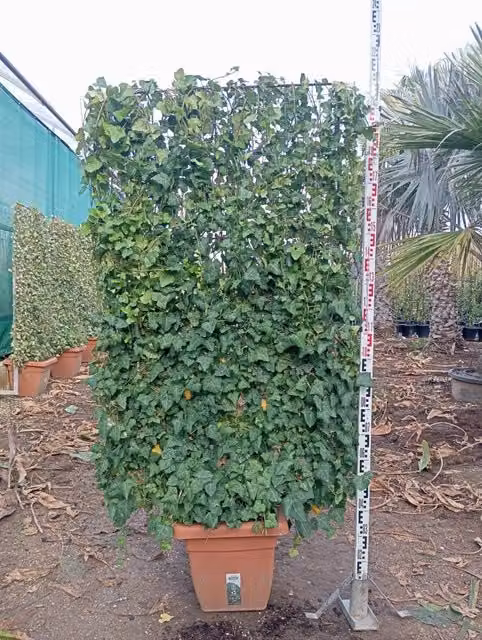 Edera Hedera Hibernica Spalliera H 200 cm Vaso 40 cm Foglia Grande