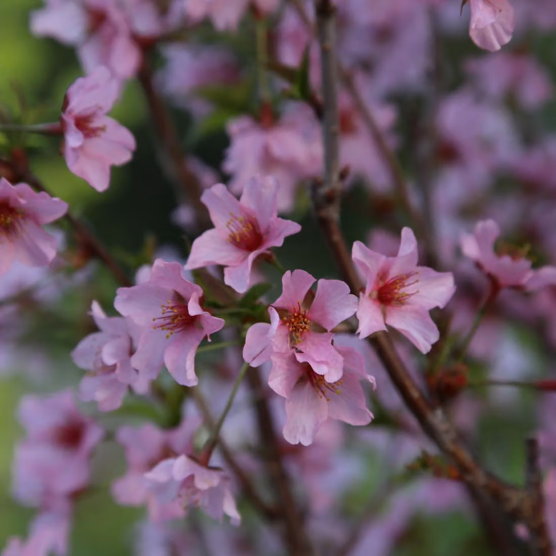 Prunus nipponica 'Ruby' (ciliegio giapponese 'Ruby') | 60-80 cm in vaso
