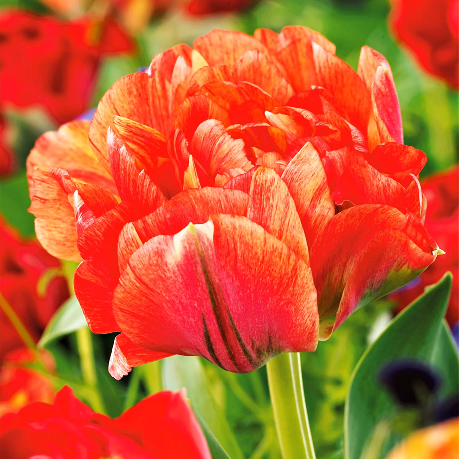 Tulipani Bulbi da fiore Bulbi da fiore Tulipani Gudoshnik doppi 5 pz