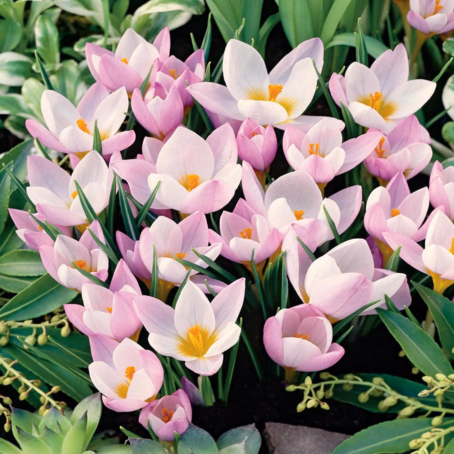 Bulbi da fiore Bulbi da fiore Crocus Spring Crocus Firefly 10 pz.