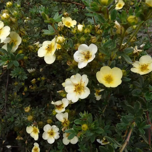 2 piante di potentilla fruticosa 'Primrose Beauty' | Altezza: 25-30 cm, in vaso