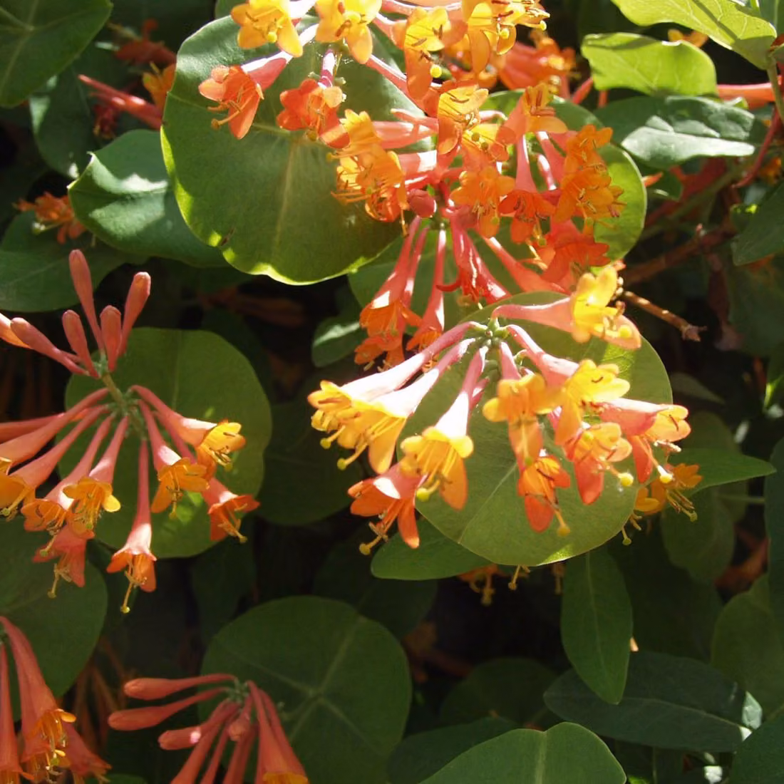 2 piante di *Lonicera heckrottii* 'Gold Flame' (edera rampicante), altezza 50-60 cm, in vaso
