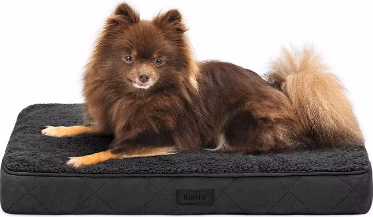 lettino per cani lionto, letto ortopedico con superficie in peluche e Similcuoio scamosciata, rivestimento sfoderabile e maniglia per il trasporto, 60x40x8 cm, nero