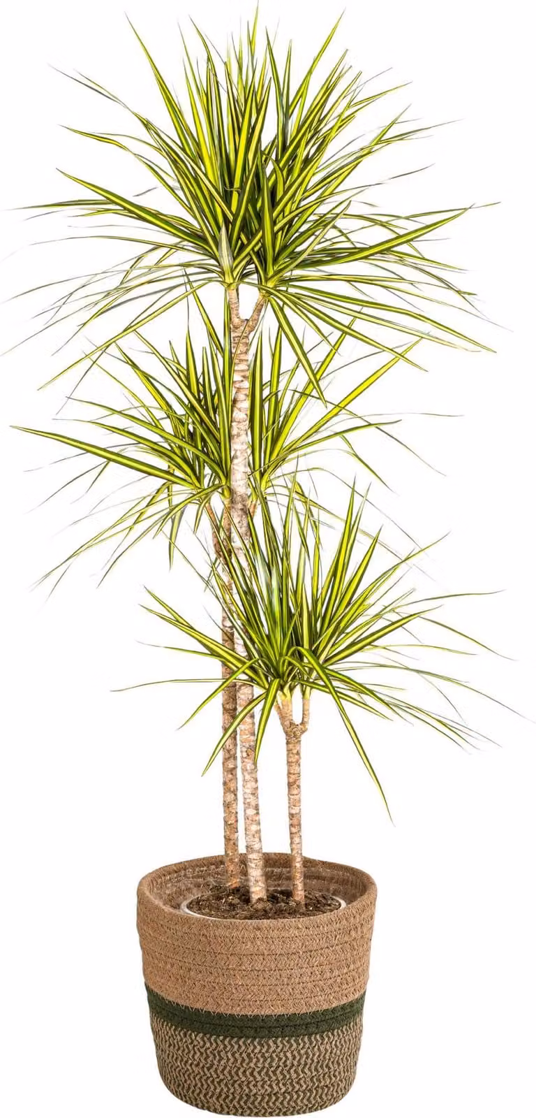 Dracaena Marginata Sunray con vaso in vimini naturale - Altezza 130-150cm