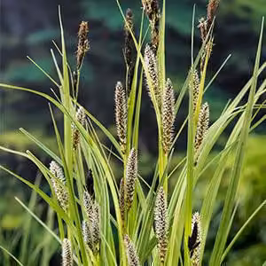 6 x Carex riparia - Carice ripariale - vaso 9 x 9 cm