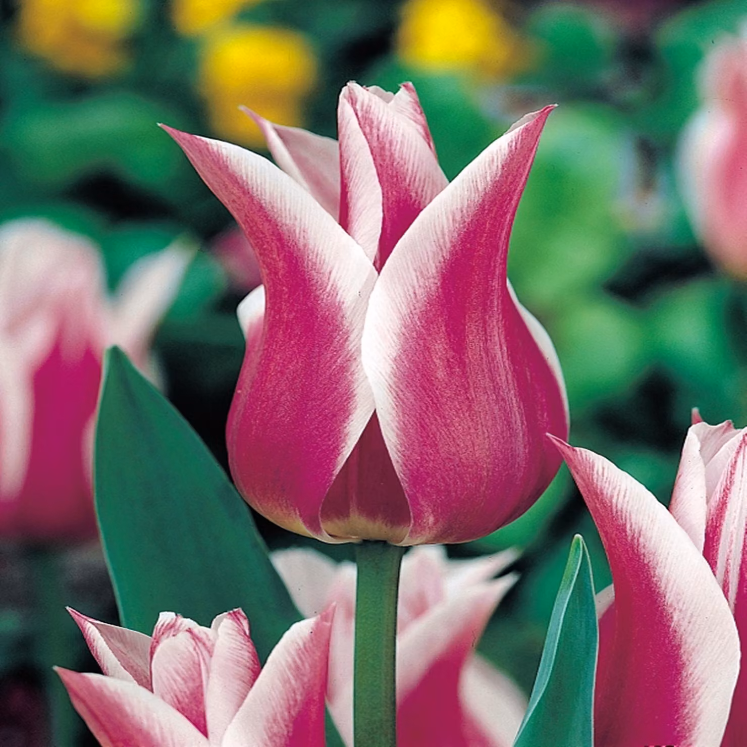 Tulipani Bulbi Bulbi Fiori Tulipani a fiore di giglio Ballade 5 pz.