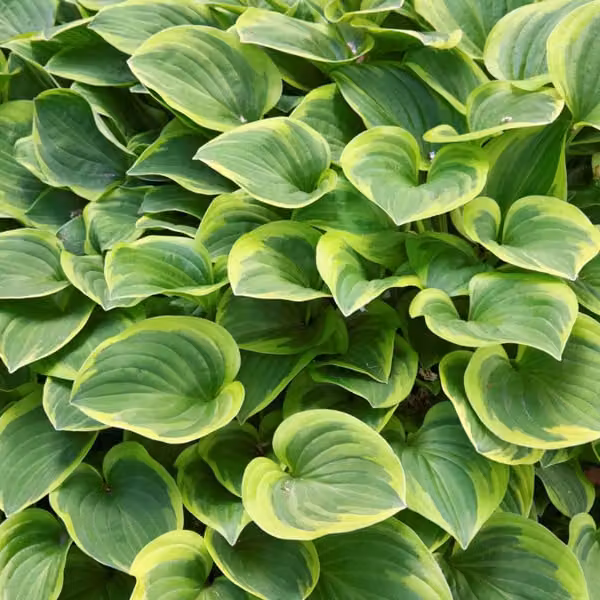 6 x Hosta 'Golden Tiara' (Funkie Golden Tiara) | Vaso da 9x9 cm