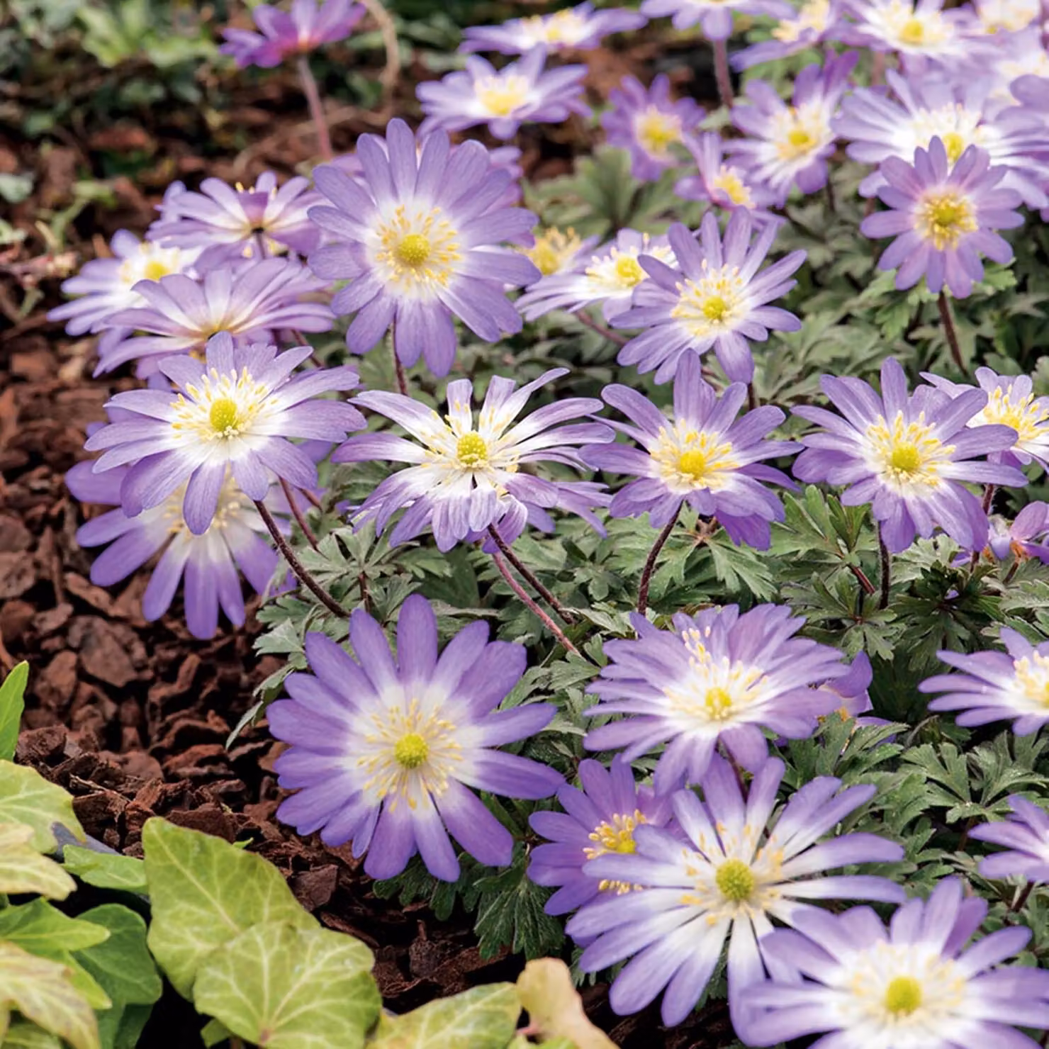 Anemone greco Incantatore di anemoni 10 pz Bulbi di anemone