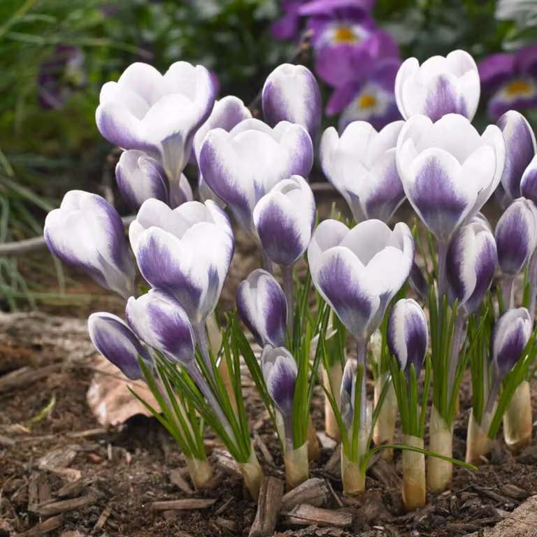 Bulbi di croco botanici, resistenti al freddo, perenni - varietà "Prins Claus" - 50 bulbi di fiori esclusivi - piante vere provenienti dall'Olanda - adatti per giardino e vasi (non semi, non artificiali)