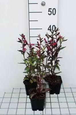 6 x Lobelia 'Tania' - Lobelia - vaso 9 x 9 cm