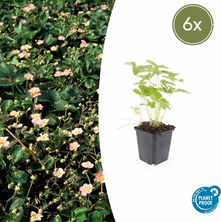 Fragaria vesca | 6 stuks - 10-25cm - Ø9cm - Pianta da giardino