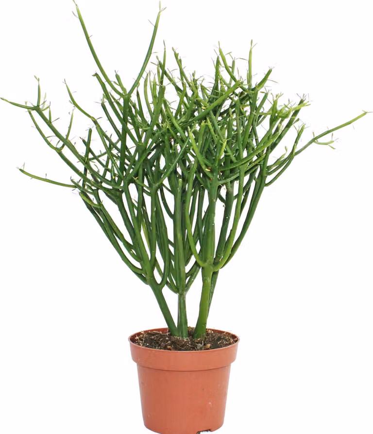 Euphorbia tirucalli - pencil cactus - pianta grande in vaso da 12 cm