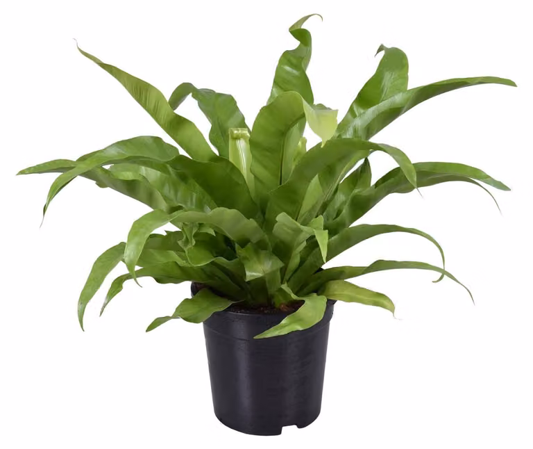 Asplenium Antiquum - 35-45cm - Ø17cm - Pianta d'appartamento - Sempreverde
