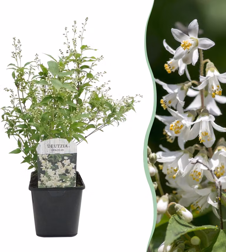 Arbusti - Deutzia Gracilis - Fiori bianchi - 1 Pianta - Decidua - Bassa manutenzione - 35-45cm - Ø18cm - Pianta da giardino