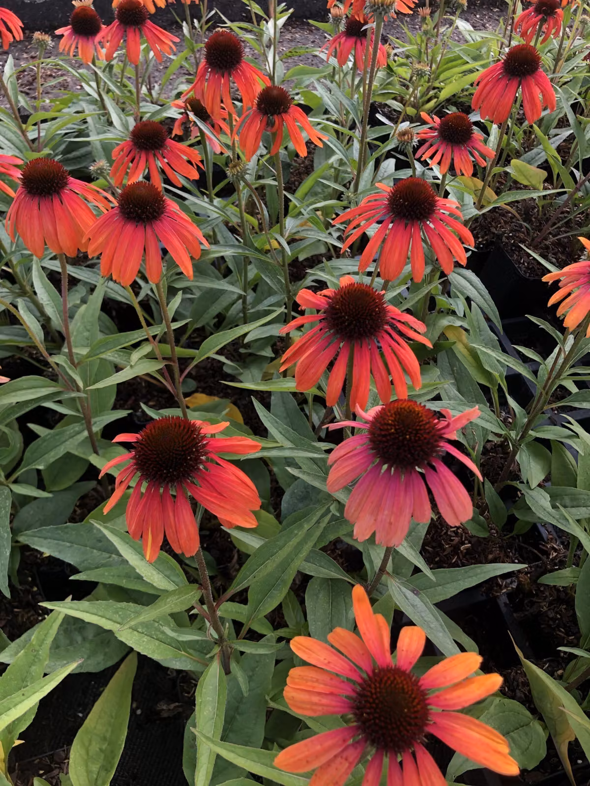 6 x Echinacea purp. 'Rainbow Marcella' - Sonnenhut - Topf 9x9 cm
