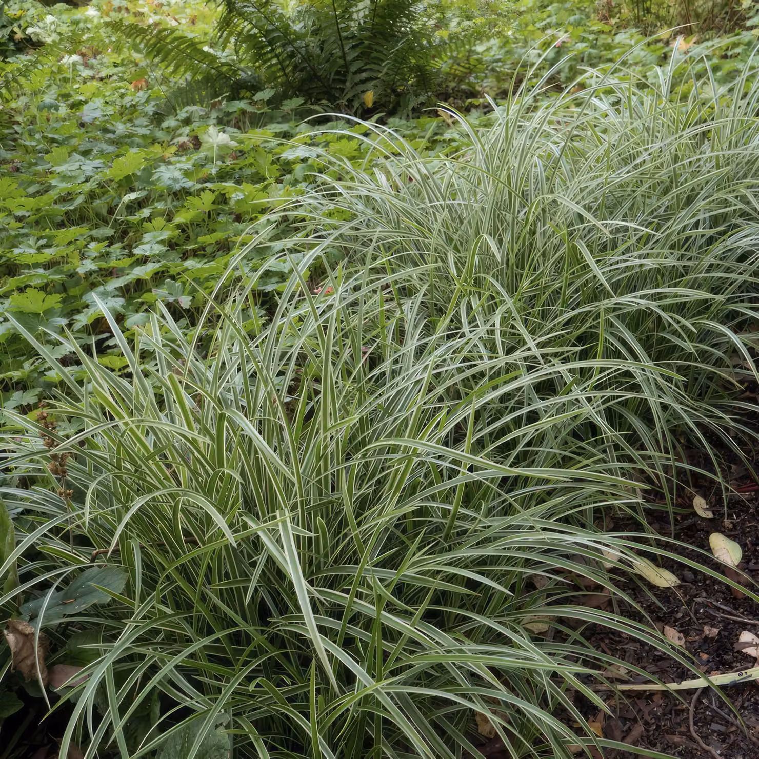 Carice dai bordi bianchi Carex morrowii 'Ice Dance' 10-25cm, Ø9cm, 6 piante