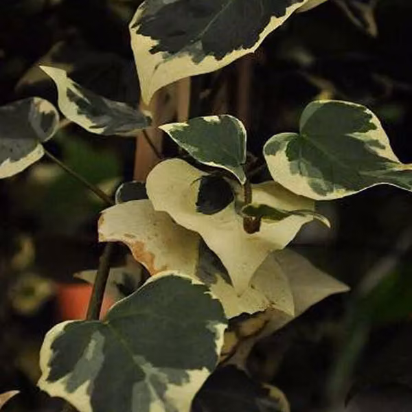 2 piante di edera caucasica variegata (Hedera colchica 'dentata Variegata') | altezza 50-60 cm, in vaso