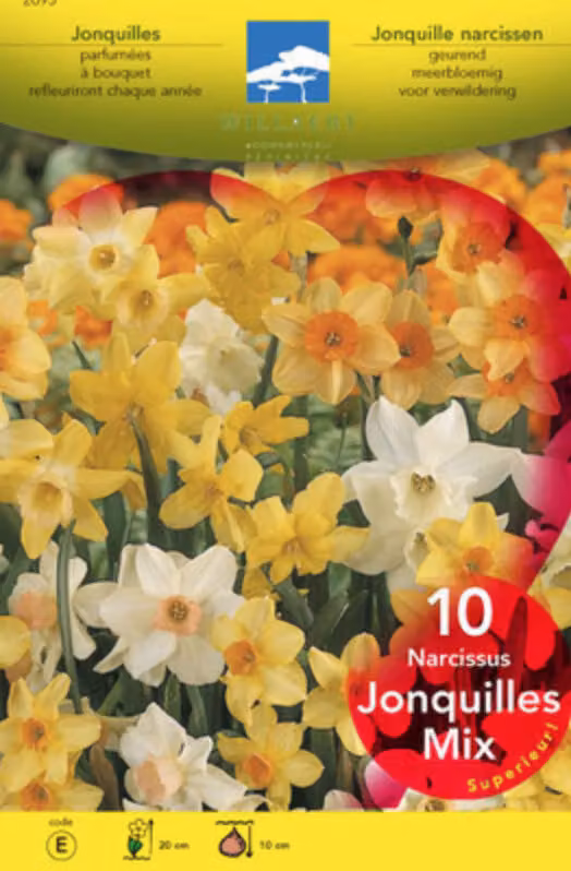 30 x Narcissus jonquille gemischt - mix - Blumenzwiebeln