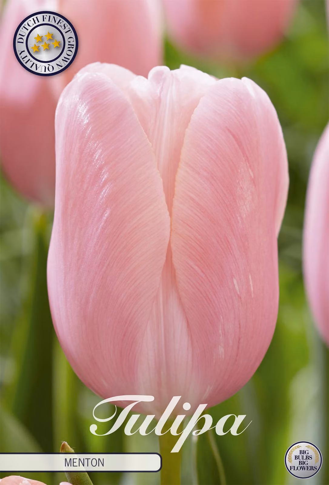 Tulipani Menton (7 pezzi) | Bulbi di tulipano di Sam van Schooten