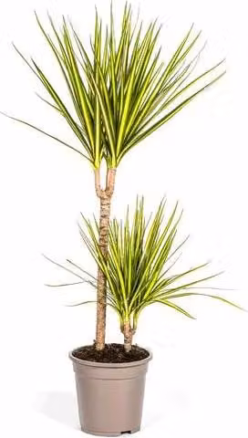 Dracaena Marginata Sunray, albero del drago, pianta da appartamento, Ø19cm