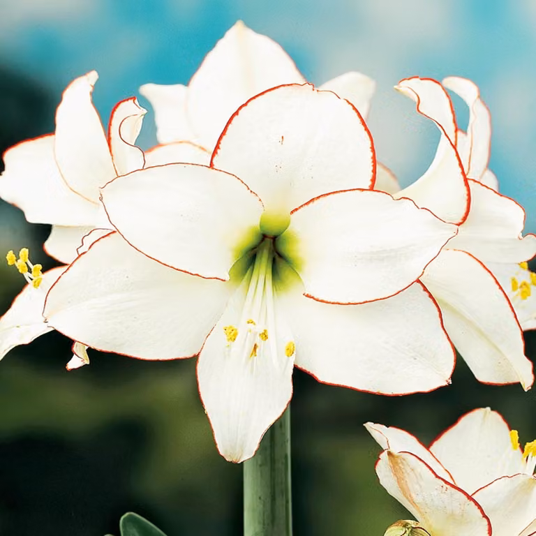 Hippeastrum Zwartnica Amarylis Picotee 1 pz Bulbi Bulbi di amarilli