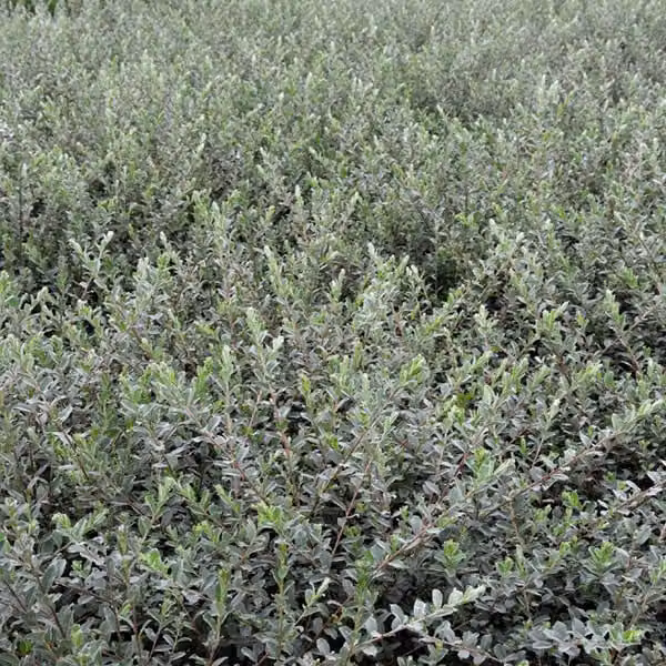 2 piante di Salix repens nitida (Salice rampicante lucido), adatte per giardini rocciosi o aiuole, alte 50-60 cm, fornite in vaso