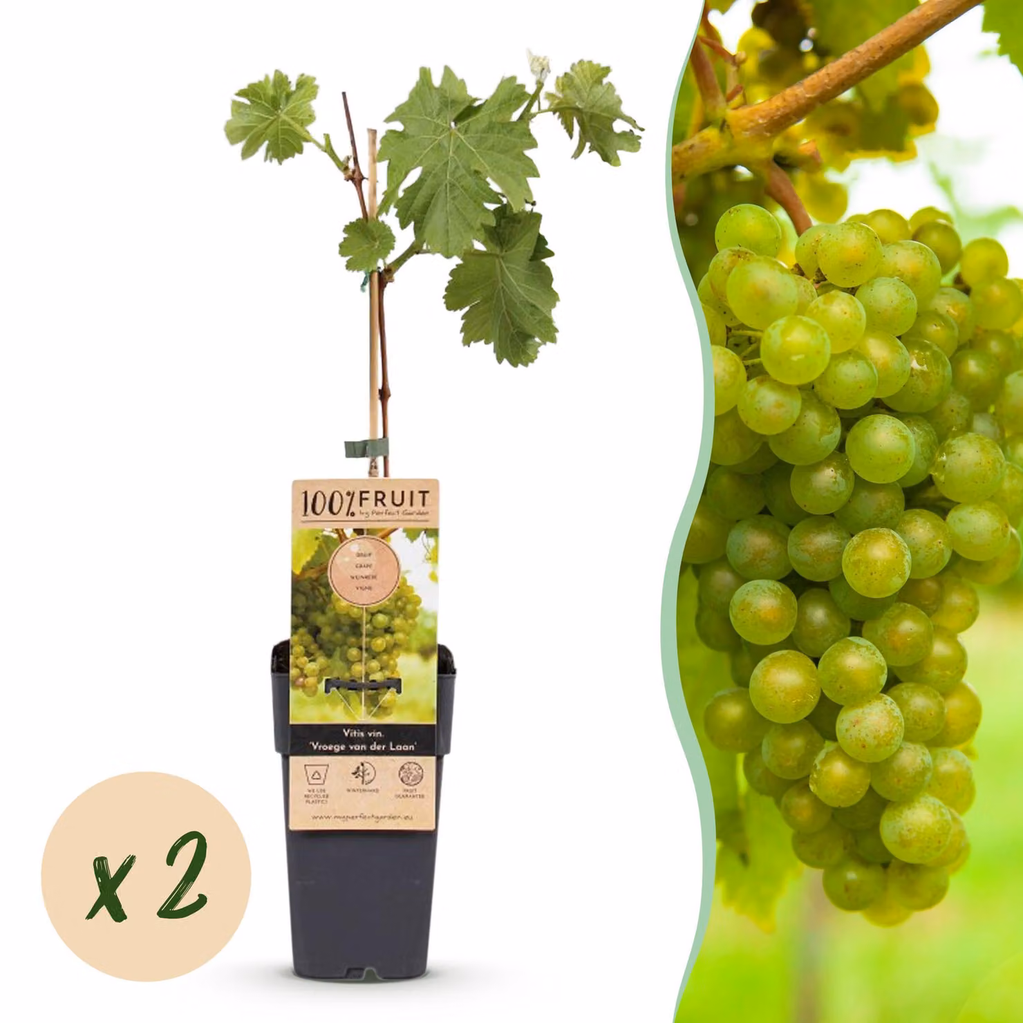 Uva bianca - Vitis vinifera Vroege van der Laan - 2 piante - Pianta da frutto - 40-50cm - Ø15cm - Pianta da giardino