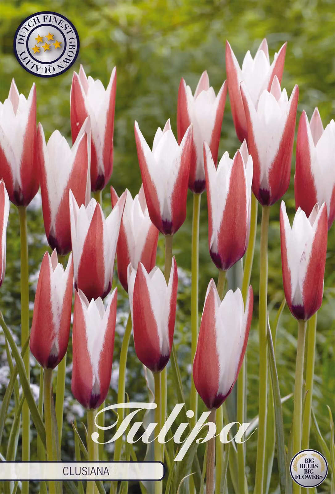Tulipano Clusiana (10 pezzi) | Bulbi di tulipano di Sam van Schooten