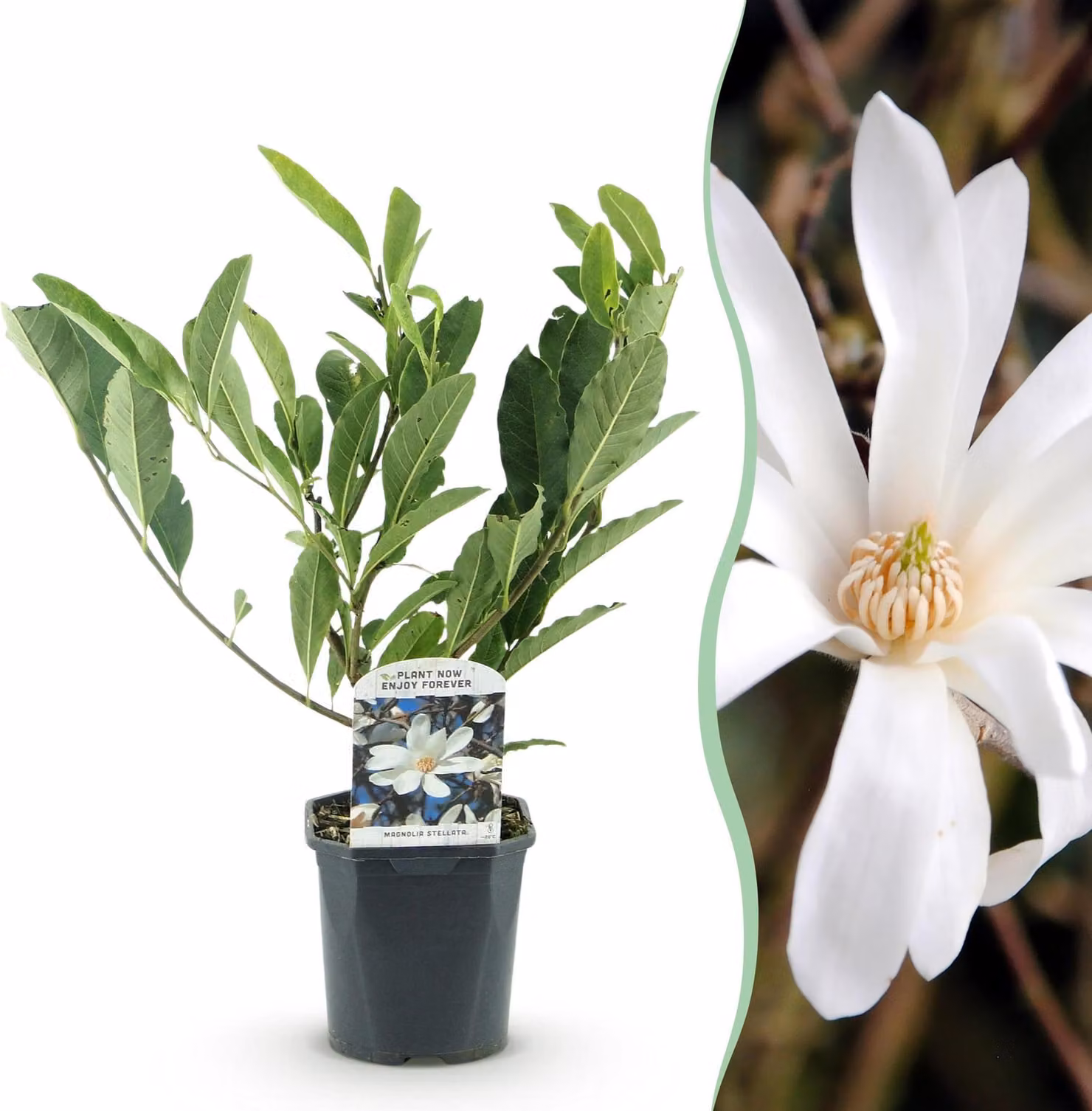 Arbusti - Magnolia Stellata - Fiore bianco - 1 Pianta - Decidua - Bassa manutenzione - 35-45cm - Ø18cm - Pianta da giardino