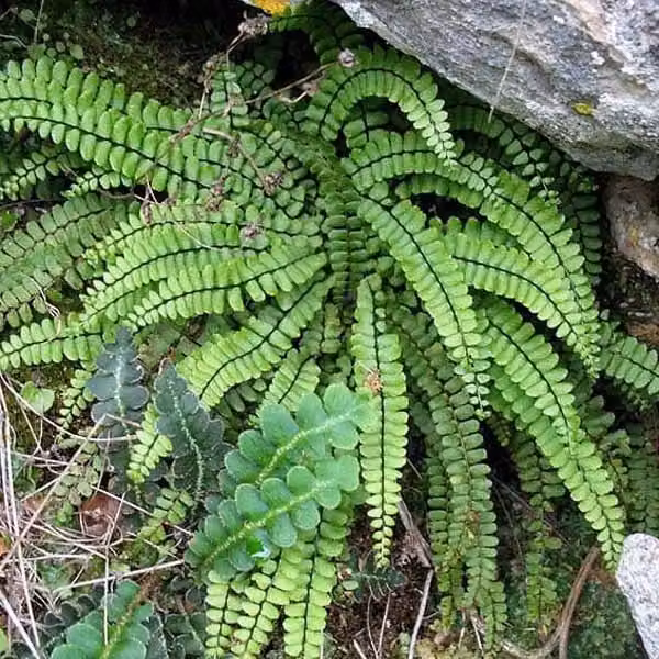 6 piante di felce *Asplenium trichomanes*, in vaso da 9x9 cm
