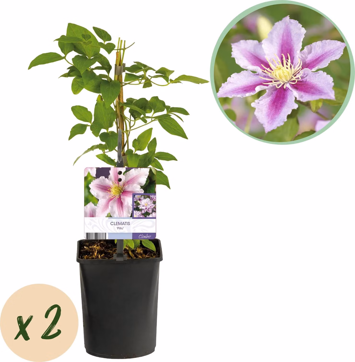 Vite rampicante - Clematis Piilu - Fiore rosa - Piante a bassa manutenzione -2 - 30-40cm - Ø10cm - Pianta da giardino