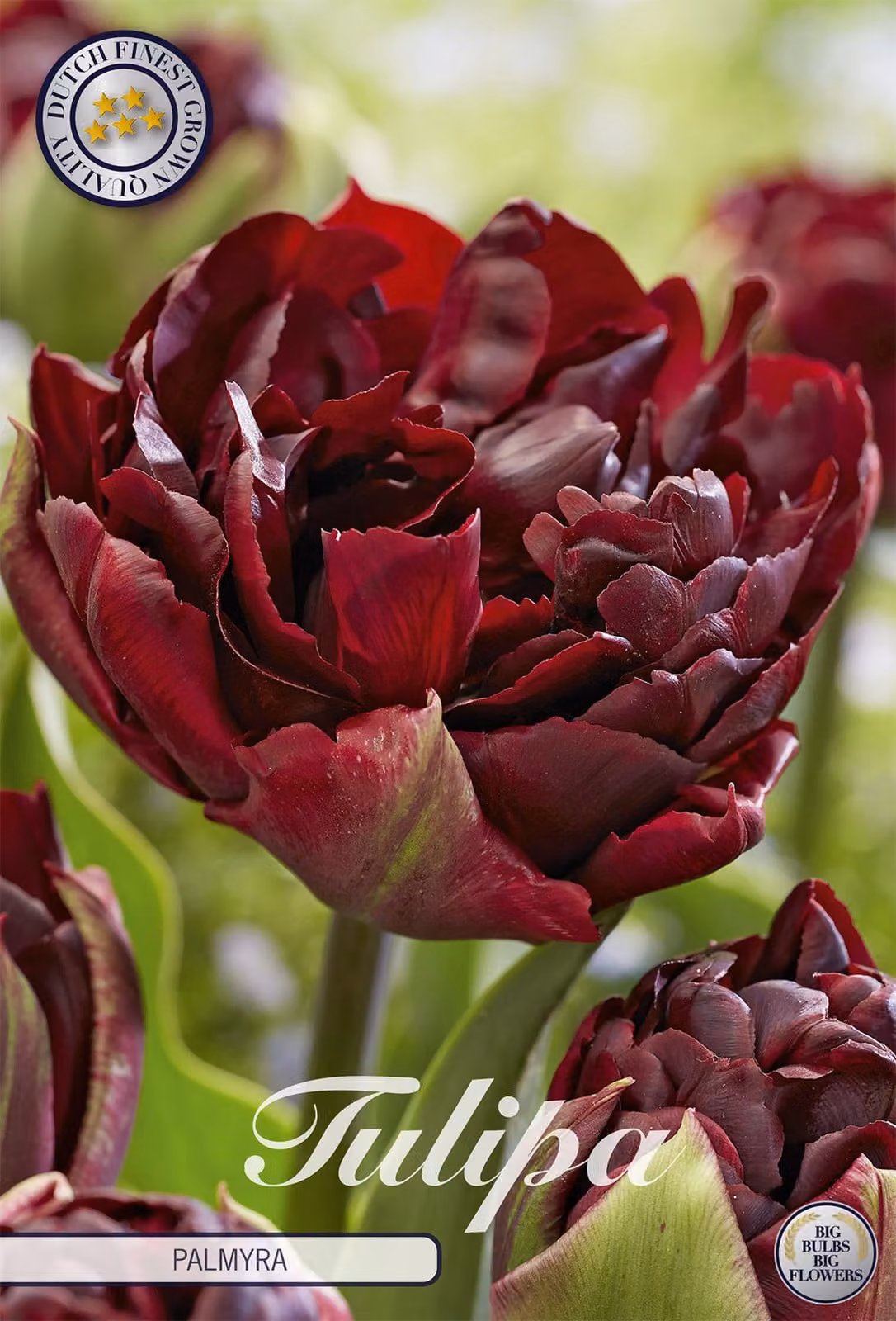 Doppio ritardo - Palmyra - Tulipa