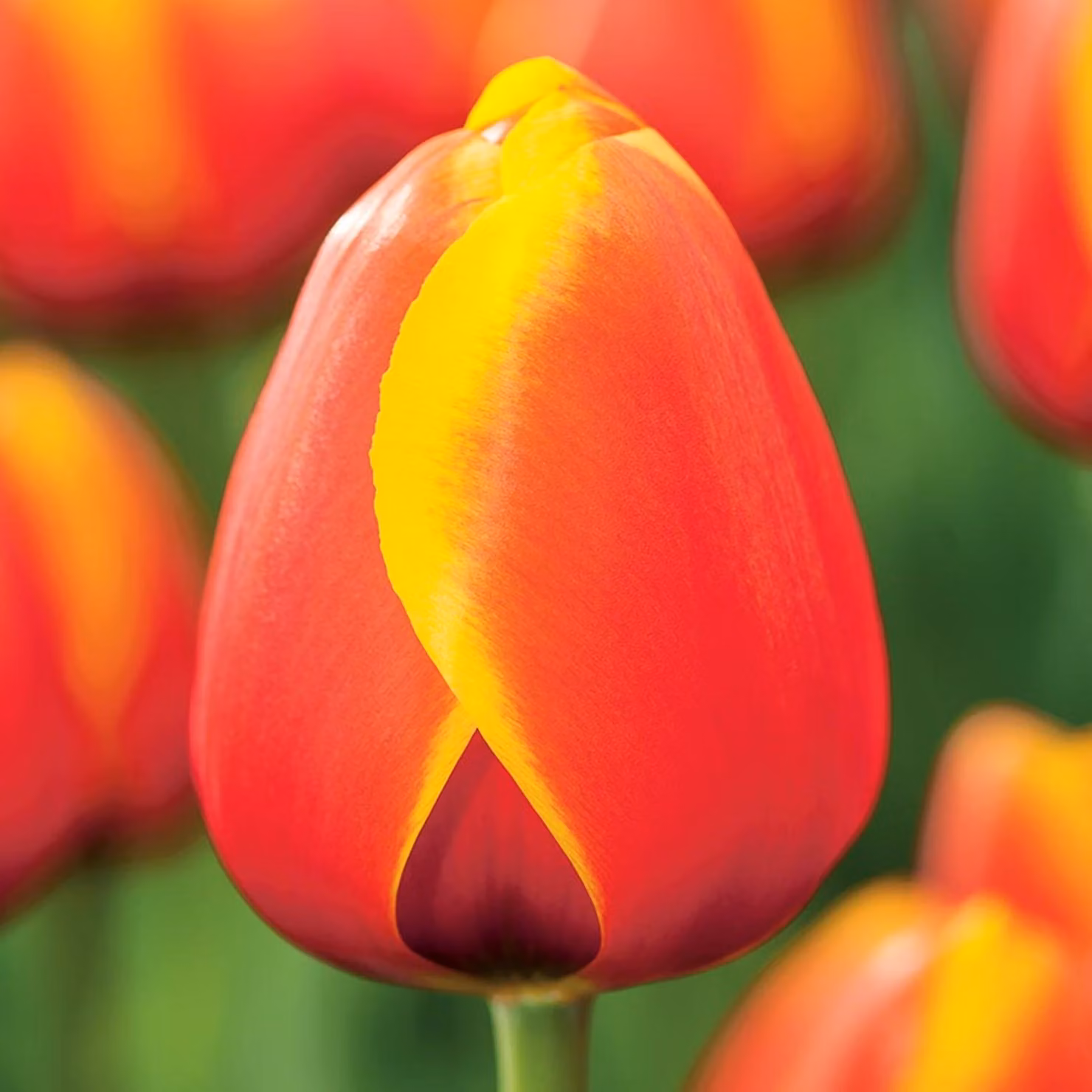 Tulipani Bulbi da fiore Bulbi di fiori Bulbi di tulipani Tulipani Worlds Friend 5 pz.