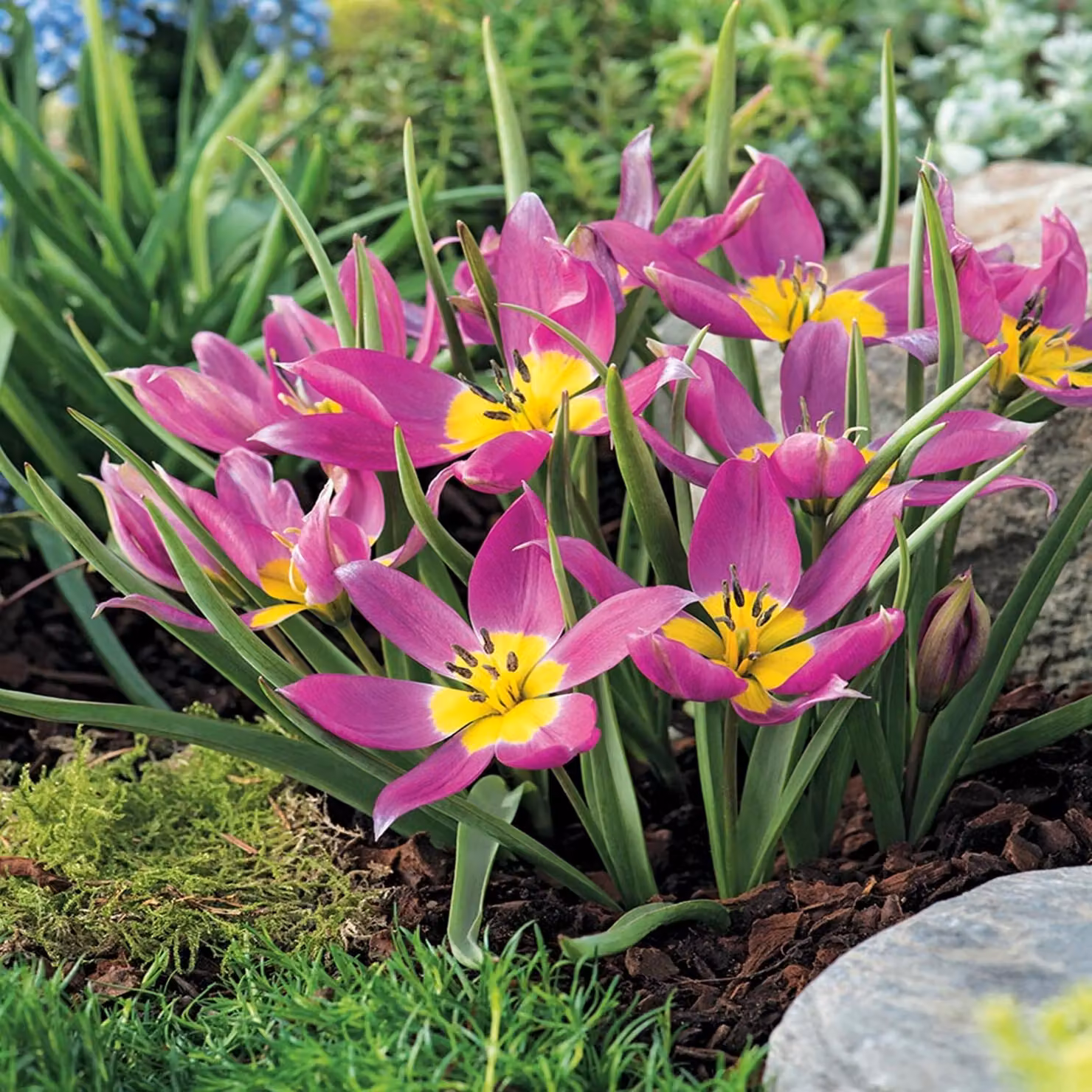 Tulipani Bulbi Bulbi Fiori Tulipano botanico Eastern Star 5 pz.