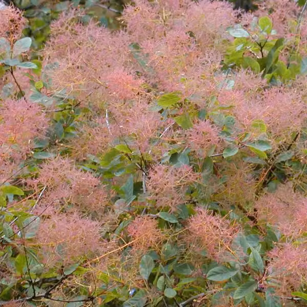 2 x Arbusto "Perückenstrauch" - *Cotinus coggygria* | 40-60 cm, in vaso