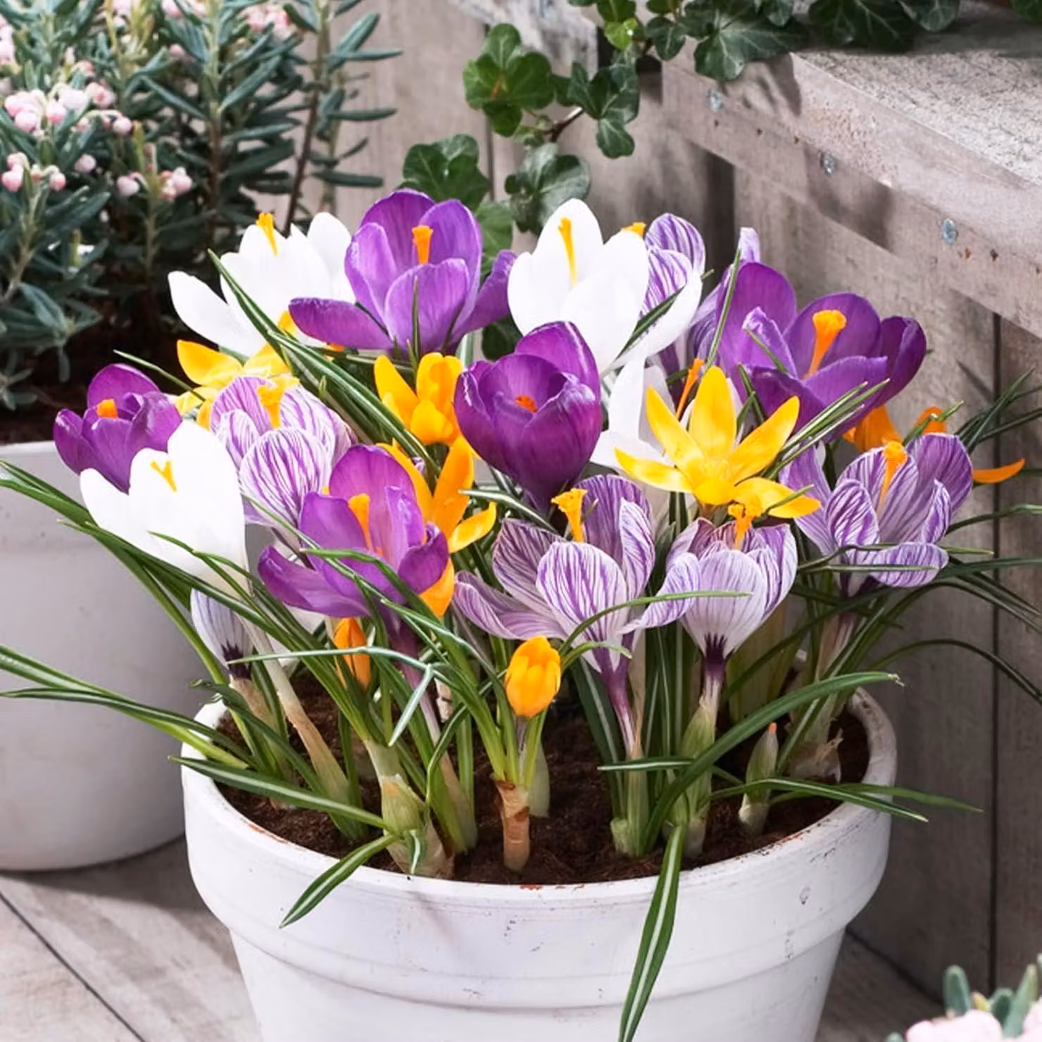 Bulbi di Crocus Gigante, resistenti al freddo, perenni - 1000 bulbi esclusivi - Mix di 5 varietà - Piante vere provenienti dall'Olanda - ideali per giardino, balcone e vasi (nessun seme, prodotto naturale)
