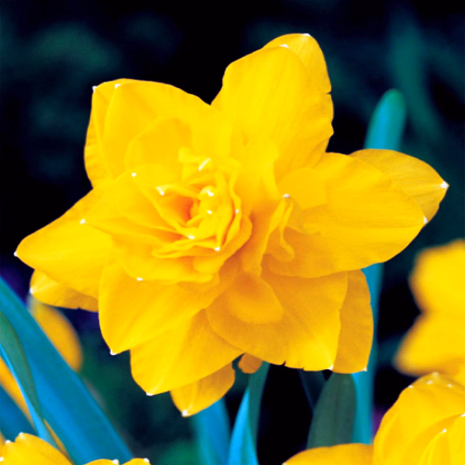 Bulbi di giunchiglia Bulbi di fiori Narcisi doppi Golden Ducat 5 pz.