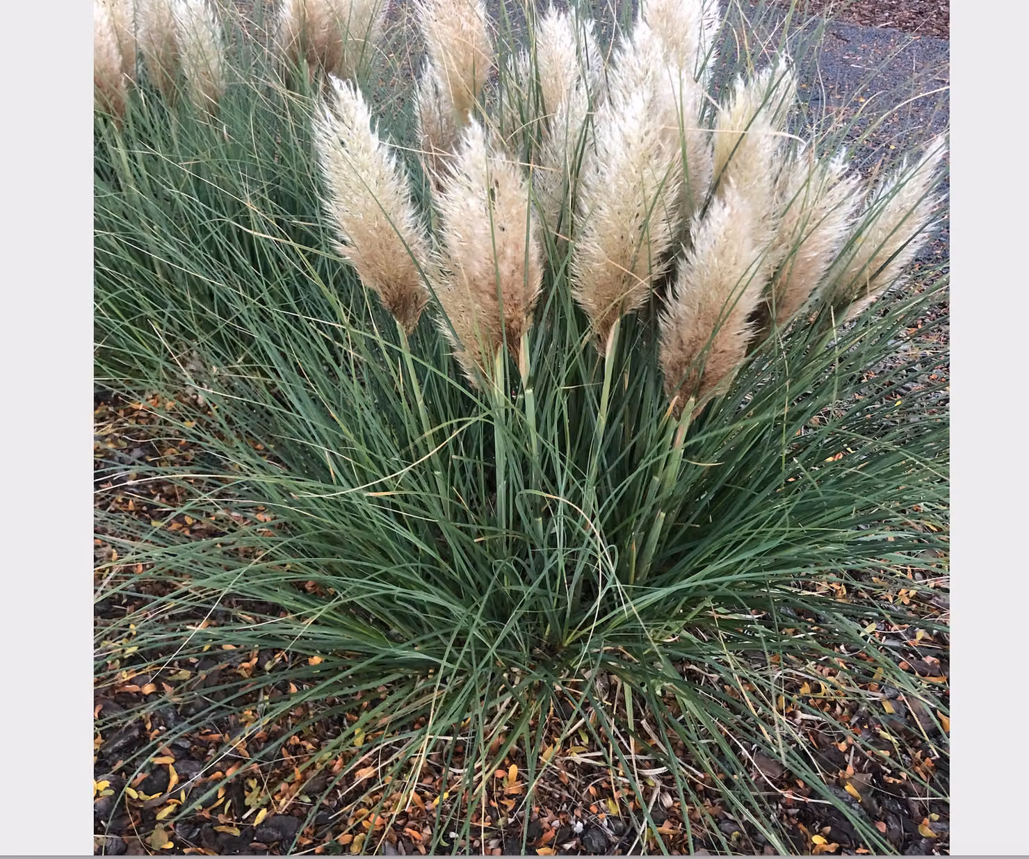 6 x Cortaderia selloana 'Tiny Pampa' - Erba della pampa in vaso da 9 x 9 cm