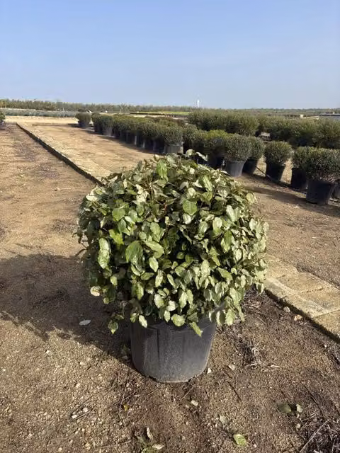 Eleagnus Ebbingei Compacta a forma di palla verde per siepe ornamentale di Vivaio Garden Forest