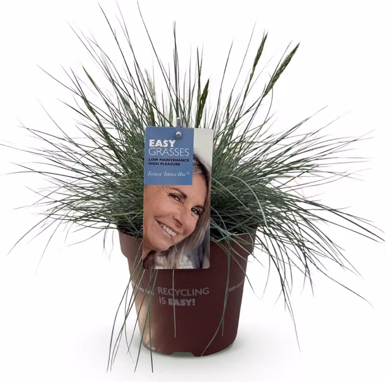Erba ornamentale Festuca glauca Intense Blue Sempreverde e resistente al freddo