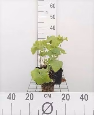 6 x Phlomis tuberosa - Erba di fuoco - vaso 9 x 9 cm