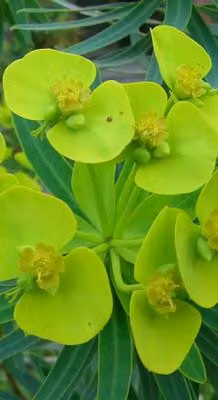 6 x Euphorbia lathyris - Euforbia - vaso 9 x 9 cm