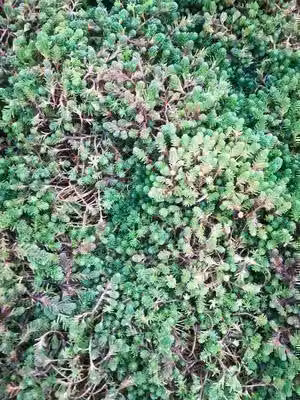 6 x Sedum sexangulare - Foglia grassa - vaso 9 x 9 cm