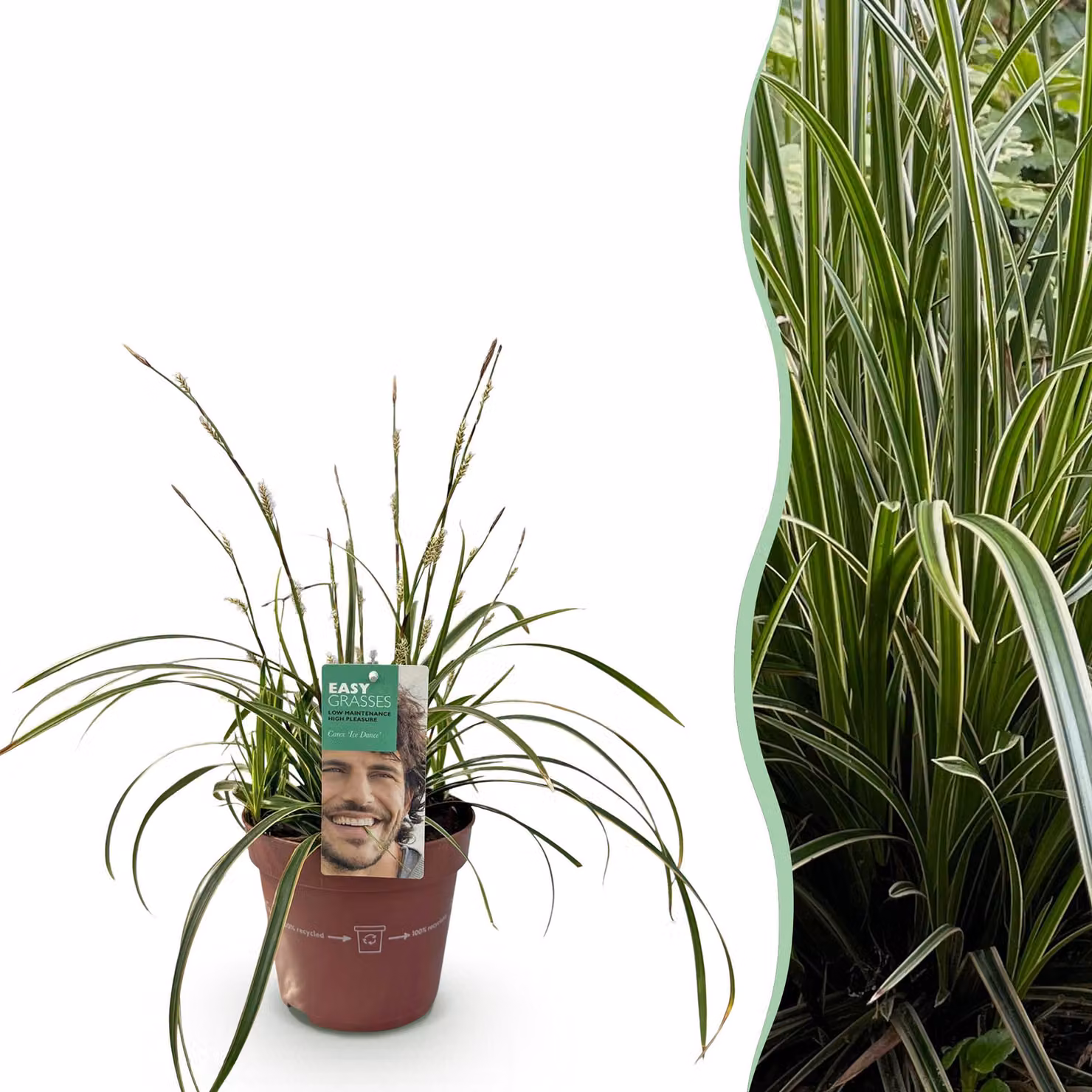 Erbe ornamentali - Carex morrowii Ice Dance - Bianco e verde - Sempreverde - Difficile da gestire - 40-50cm - Ø17cm - Pianta da giardino
