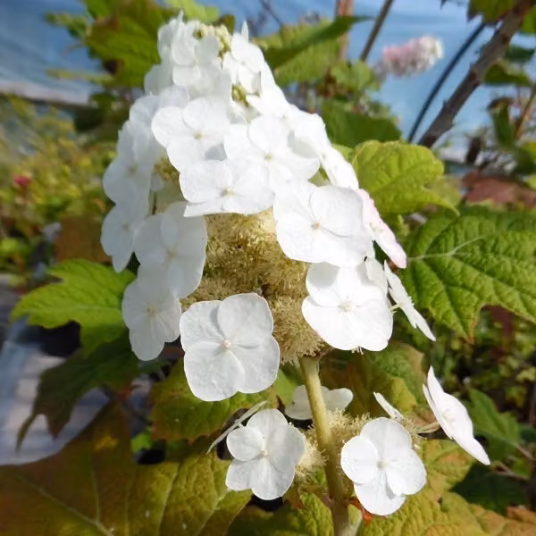 Ortensie - Hydrangea quercifolia 'Snow Queen' | 50-60 cm in vaso