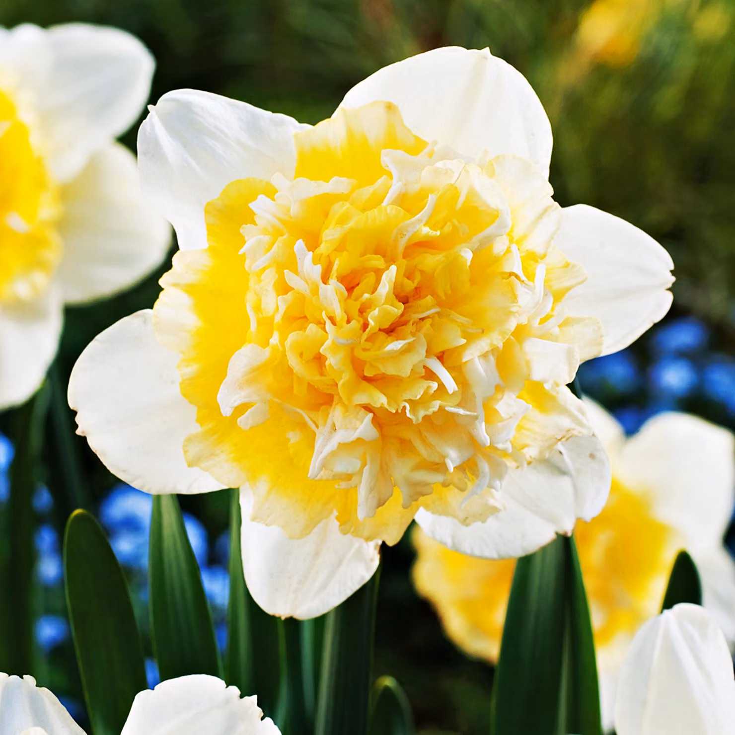 Bulbi di giunchiglia Bulbi di fiori Narcisi doppi Ice King 5 pz.