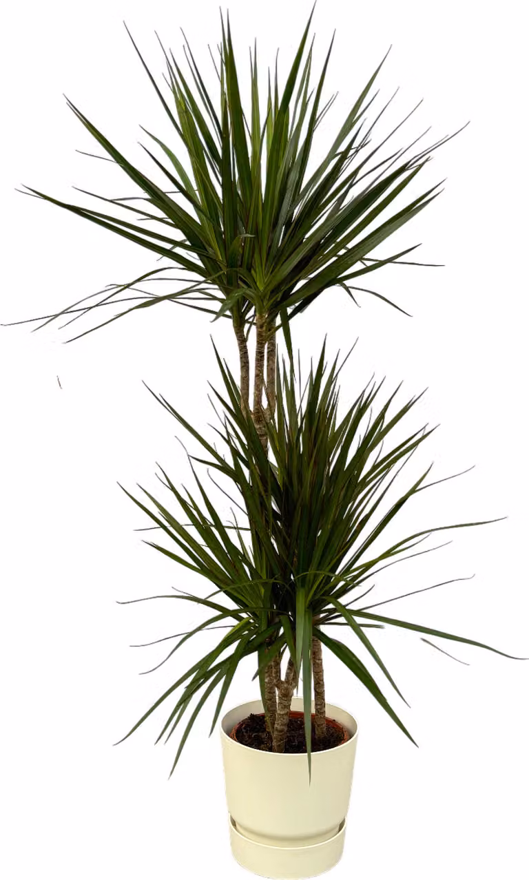 Trendyplants - Dracaena Marginata - ↨120cm - Ø21cm incluso elho Greenville Round bianco Ø24cm x ↨23cm