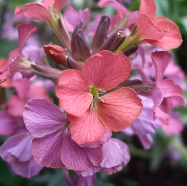 6 piante di Erysimum 'Constant Cheer' (Goldlack) | Vaso da 9x9 cm