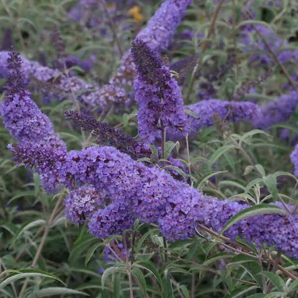 2 piante di buddleja (Buddleja davidii 'Nanho Blue') | Altezza: 40-60 cm, fornite in vaso